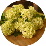 Kunstlilled Hortensia Pikkus 60cm Pulmakeskus DIY Lille Kodu Puhkusepidu Peo Kontor Magamistoa Kodukaunistus HQ-55-green_