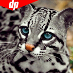 5d isetehtud teemant  suure silma leopard  mustriga ristpistes teemantmaaling, loomatikandid 30x30