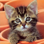 T&auml;ispuur &uuml;mmargune/ruudukujuline teemantmaaling kass 5D DIY teemanttikandid looma mosaiik ristpistes seinakunst k&auml;sitsi valmistatud kingitus Full Square 60x60CM oranž