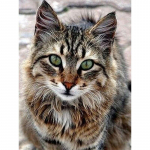 Uus 5D DIY Loomade Teemantmaaling Kasside Teemanttikandid Maastiku Ristpistes K&auml;sit&ouml;&ouml; t&auml;isruudukujuline &uuml;mmargune puur Kodukaunistuse kingitus Full Round 15x20CM