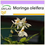 SAFLAX - M&auml;dar&otilde;igas - 10 seemet - Moringa oleifera