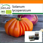 SAFLAX - Aed kotis - Mahe - Tomat - H&auml;rjas&uuml;da - 10 seemet - Substraadiga sobivas p&uuml;stises kotis - Solanum lycopersicum