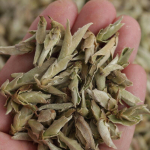 YABAO Bai Ya Bao Shen Puerh Lahtine Leht Yunnan Valged Nupud Pu-erh Tee Toores Puer 250 g