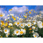 5D teemantmaal, t&auml;ispuur, karikakrad, kivid, pildid, teemanttikandid, ikoonid, lilled, kaunistused 20X30CM