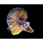 DIY teemantmaal  V&auml;rviline Rumble Fish  loomtikandid Ristpistes mosaiik t&auml;is kivi 20X30CM