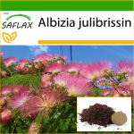 SAFLAX - Pinc Acacia - 50 seemet - Potisubstraadiga paremaks kasvatamiseks - Albizia julibrissin