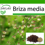 SAFLAX - Quaking Grass - 75 seemet - Potisubstraadiga paremaks kasvatamiseks - Briza meedia