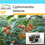 SAFLAX - Kingikomplekt - Tamarillo - 50 seemet - Kinkekarbi, kaardi, etiketi ja potisubstraadiga - Cyphomandra betacea
