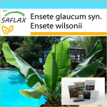SAFLAX - Kingikomplekt - Lumebanaan - 10 seemet - Koos kinkekarbi, kaardi, etiketi ja potisubstraadiga - Ensete glaucum