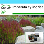 SAFLAX - Kingikomplekt - Cogongrass - 50 seemet - Koos kinkekarbi, kaardi, etiketi ja potisubstraadiga - Imperata cylindrica
