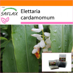 SAFLAX - Aed kotis - Kardemon - 20 seemet - Substraadiga sobivas p&uuml;stijas kotis - Elettaria cardamomum