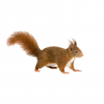 J508# Vaimuka ja armsa orava looma kleebis auto vin&uuml;&uuml;lkleebise peal veekindlal kaunistusauto kleebised A-15cm-Longest Side