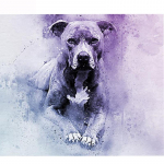 5D DIY teemanttikandite m&uuml;&uuml;k koer, teemantmaalivad loomad j&otilde;ulud, t&auml;isteemantmosaiigilised pildid kividest Full Round 20x30CM