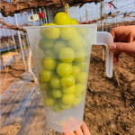 - Cup of Fruit Vessels for, Farm, Garden Multifunctional Specialist with A Clear Tool 750ml