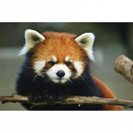 5D isetehtud teemantmaal Red Panda teemanttikandid Ristpistega kodukaunistus K&auml;sitsi valmistatud kingitusedjavascript: Round 20x30cm
