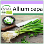 SAFLAX &ndash; Mahe &ndash; Salatisibul &ndash; Valge Lissabon &ndash; 150 seemet &ndash; Allium cepa