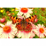 DIY Teemanttikandid Lilled ja Liblikad Teemantmaal Ristpistes Teemantmosaiik Kodukaunistus 20X30CM