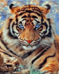 5D DIY teemantmaal T&auml;is &uuml;mmargune ruut valge tiiger teemant tikandid loomad kivid mosaiik kodukaunistus Full Round 20X30CM punane