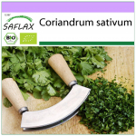 SAFLAX &ndash; Orgaaniline &ndash; Koriander &ndash; 150 seemet &ndash; Coriandrum sativum