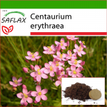 SAFLAX - Harilik Centaury - 250 seemet - Potisubstraadiga paremaks kasvatamiseks - Centaurium erythraea