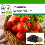 SAFLAX - Mahe - Tomat - Berner Rose - 10 seemet - Potisubstraadiga paremaks kasvatamiseks - Solanum lycopersicum