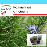 SAFLAX &ndash; kinkekomplekt &ndash; Rosmariin &ndash; 100 seemet &ndash; Koos kinkekarbi, kaardi, etiketi ja potisubstraadiga &ndash; Rosmarinus officinalis