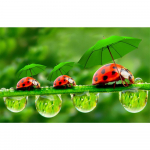 3D-teemanttikandid ristpistes &uuml;mmarguse kivimaaling kolm lepatriinu Full Round 20x25CM