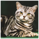 DIY 3D &uuml;mmargune teemantmaaling Loomade Kasside Tikand Ristpistes K&auml;sit&ouml;&ouml; Kodukaunistus Full Round 20x20CM