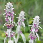 Puhastustule villane lilleseemned aeda