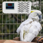 Linnupuurik&uuml;tt ,Linnu soojenduslamp lambivarjuga Soojendaja ,Ohutu, Valguseta, Papagoidele Ordinary model