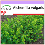 SAFLAX - Lady's Mantle - 100 seemet - Alchemilla vulgaris