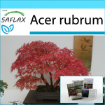 SAFLAX - Kingikomplekt - Bonsai - Punane vaher - 20 seemet - Koos kinkekarbi, kaardi, etiketi ja potisubstraadiga - Acer rubrum
