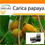 SAFLAX - Aed kotis - Melonipuu - 30 seemet - Substraadiga sobivas p&uuml;stijas kotis - Carica papaia