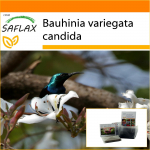 SAFLAX - Aed kotis - Valge orhideepuu - 5 seemet - Substraadiga sobivas p&uuml;stijas kotis - Bauhinia variegata candida