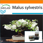 SAFLAX - Aed kotis - Bonsai - Metsikkrabi - 30 seemet - Substraadiga sobivas p&uuml;stises kotis - Malus sylvestris