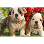 5D Teemantmaali Koer T&auml;isringi puur Teemanttikandid Pilt Mosaiik Rhinestone Full Round 20x30CM