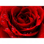 Rose 5D DIY Teemantmaaling Lille Rhinestone Art Pilt T&auml;ielik Teemanttikandid Ristpistes Mosaiik Kingitus Kodukaunistus Full Round 20x30CM