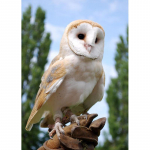 Isetegija &ouml;&ouml;kull 5d teemantmaal t&auml;isring puur Mosaiik loomad linnud teemanttikandid ristpistekomplektid kodukaunistus seinakunsti kingitus Full Round 20x30CM