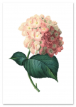 Hortensia vintage plakat 21x29,7 cm A4