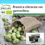 SAFLAX &ndash; Kingikomplekt &ndash; Orgaaniline &ndash; Rooskapsas &ndash; Groninger &ndash; 30 seemet &ndash; Koos kinkekarbi, kaardi, etiketi ja potisubstraadiga &ndash; Brassica oleracea