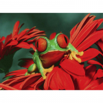 DIY Teemantmaal Punasilm Konn 5D Teemanttikandid Kunst Maalimine Loomapilt Ristpiste 20X30CM