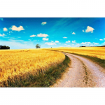 5D isetehtud teemantmaal Kuldse riisip&otilde;llu teemanttikandid Ristpistes Kodukaunistus K&auml;sitsi valmistatud kingitused Round 20x30cm