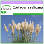 SAFLAX - Ameerika pampashein - 200 seemet - Cortaderia selloana