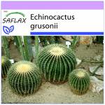SAFLAX &ndash; T&uuml;nnkaktus / &Auml;mm &ndash; 40 seemet &ndash; Echinocactus grusonii