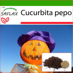 SAFLAX - K&otilde;rvits - Latern k&otilde;rvits - 10 seemet - Potisubstraadiga paremaks kasvatamiseks - Cucurbita pepo