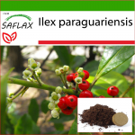 SAFLAX - Yerba mate - 10 seemet - Potisubstraadiga paremaks kasvatamiseks - Ilex paraguariensis