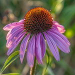 100 Graines d'Echinac&eacute;e pourpre (Echinacea purpurea) - SemiSauvage Permaculture