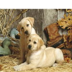 5D isetehtud teemantmaaling valge kutsika teemanttikandid ristpistega kodukaunistus K&auml;sitsi valmistatud kingitused Round 20x30cm