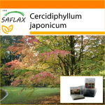 SAFLAX - Aed kotis - Katsuratree - 200 seemet - Substraadiga sobivas p&uuml;stijas kotis - Cercidiphyllum japonicum