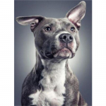 HUACAN 5D Teemantmaal T&auml;isruudukujuline koerapilt Ristpistes N&auml;put&ouml;&ouml; Tikand Loom Rhinestone Maaling Dekoratsioon Full Square 20*30 cm